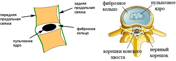 Желтая связка Желтая связка