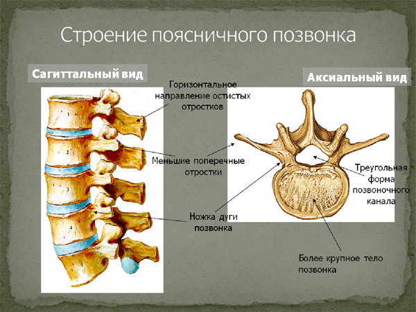 Особенности поясничного позвоночника. Позвоночник строение анатомия поясничного отдела. Строение поясничного позвонка человека анатомия. Анатомия позвонков поясничного отдела. Позвонок поясничного отдела анатомия.