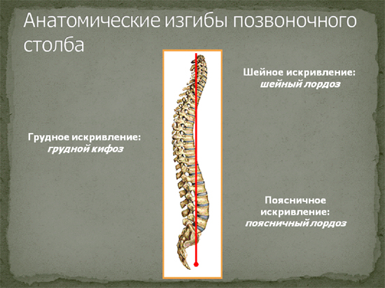 Естественные изгибы позвоночника. Изгибы позвоночника лордоз и кифоз. Лордозы и кифозы позвоночника анатомия. Позвоночник человека лордоз кифоз. Позвоночный столб изгибы позвоночного столба.